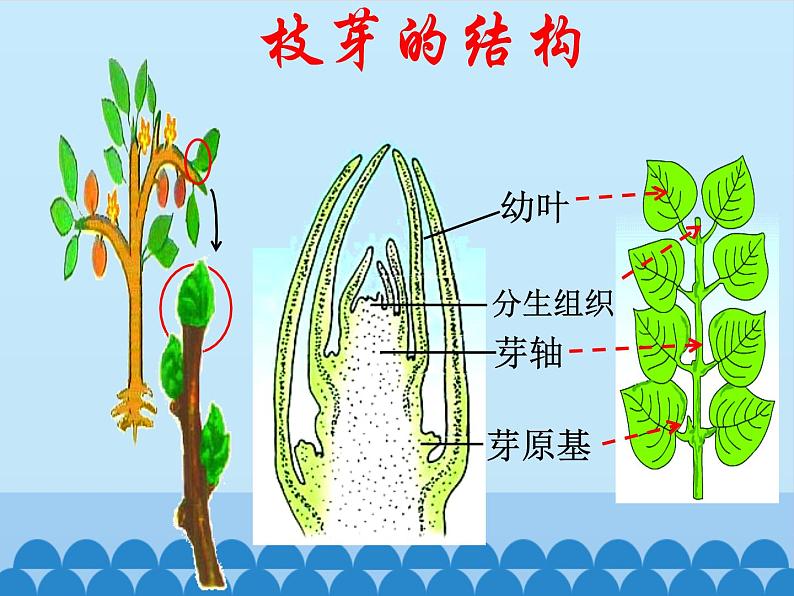 苏教版七年级生物上册 第五章 第四节 植物茎的输导功能_（课件）05