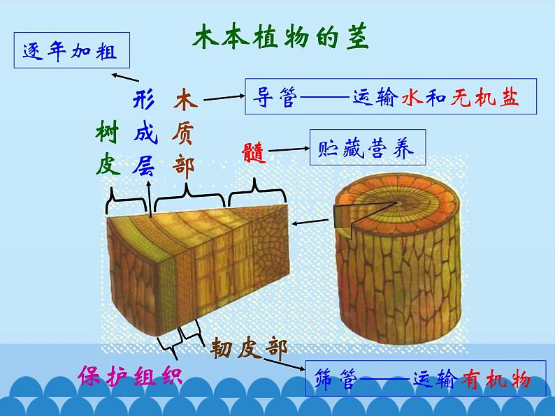 苏教版七年级生物上册 第五章 第四节 植物茎的输导功能_（课件）07