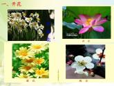 苏教版七年级生物上册 第五章 第五节 植物的开花和结果(3)（课件）