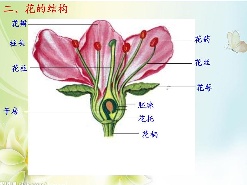 苏教版七年级生物上册 第五章 第五节 植物的开花和结果(3)（课件）第5页