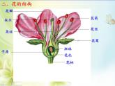苏教版七年级生物上册 第五章 第五节 植物的开花和结果(3)（课件）