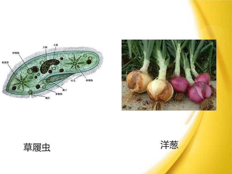 苏教版七年级生物上册 第四章 第二节 多细胞生物体的组成_（课件）第2页