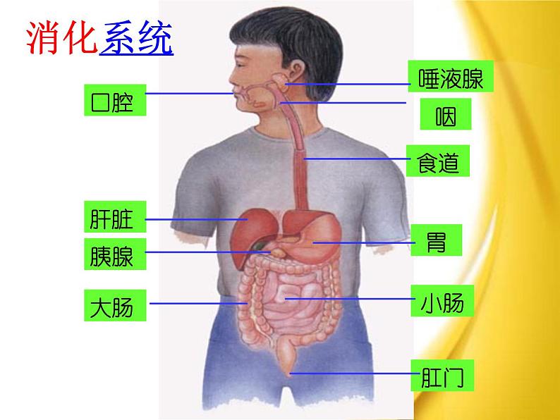 苏教版七年级生物上册 第四章 第二节 多细胞生物体的组成_（课件）第8页