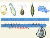 苏教版七年级生物上册 第四章 第一节 单细胞生物(1)（课件）