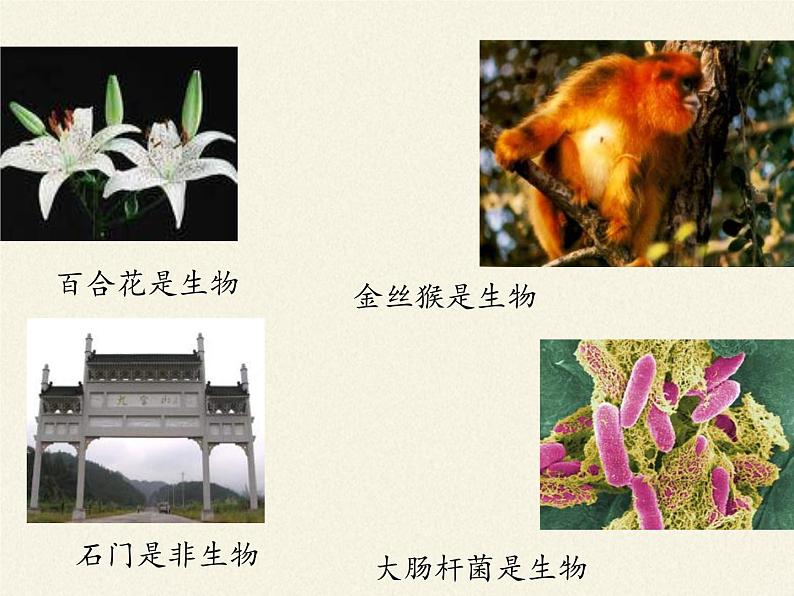 苏教版七年级生物上册 第一章 第一节 我们周围的生物 (2)（课件）05