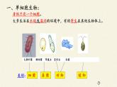 苏教版七年级生物上册 第四章 第一节 单细胞生物(2)（课件）