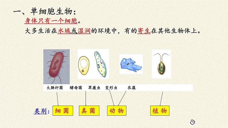 苏教版七年级生物上册 第四章 第一节 单细胞生物(2)（课件）02