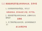 苏教版七年级生物上册 第四章 第一节 单细胞生物(2)（课件）