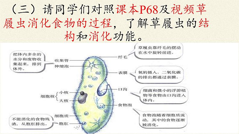 苏教版七年级生物上册 第四章 第一节 单细胞生物(2)（课件）05