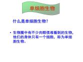 苏教版七年级生物上册 第四章 第一节 单细胞生物_（课件）