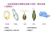 苏教版七年级生物上册 第四章 第一节 单细胞生物_（课件）