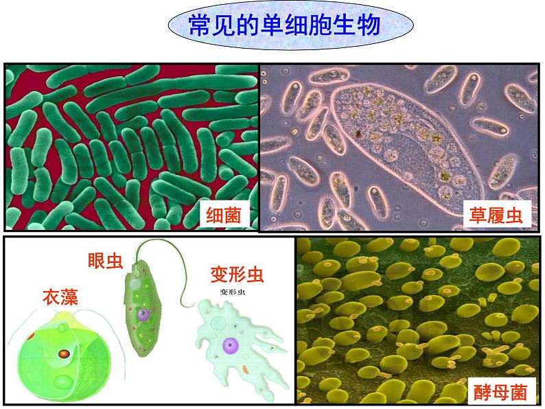 苏教版七年级生物上册 第四章 第一节 单细胞生物_（课件）04