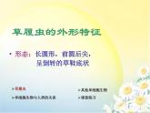 苏教版七年级生物上册 第四章 第一节 单细胞生物_（课件）