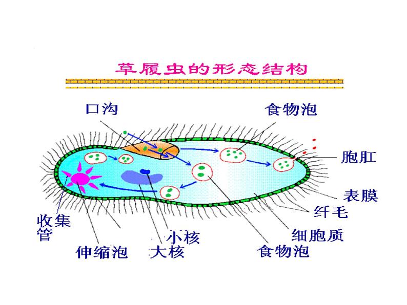 苏教版七年级生物上册 第四章 第一节 单细胞生物_（课件）06