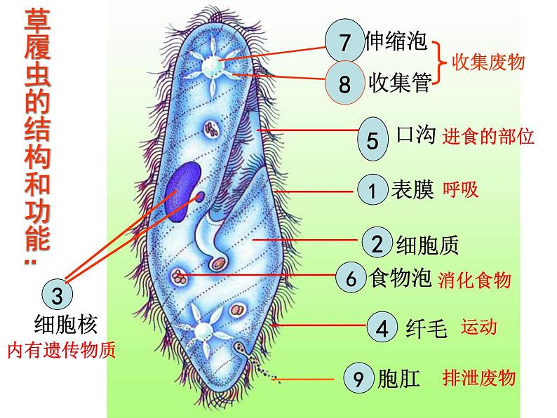 苏教版七年级生物上册 第四章 第一节 单细胞生物_（课件）07