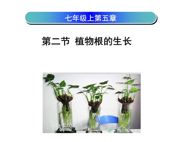 苏教版七年级生物上册 第五章 第二节 植物根的生长(2)（课件）01