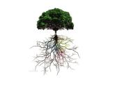 苏教版七年级生物上册 第五章 第二节 植物根的生长(2)（课件）