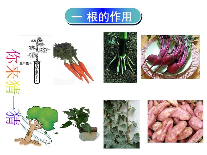 苏教版七年级生物上册 第五章 第二节 植物根的生长(2)（课件）03