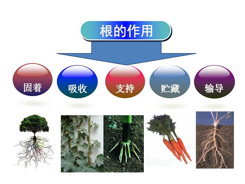 苏教版七年级生物上册 第五章 第二节 植物根的生长(2)（课件）04