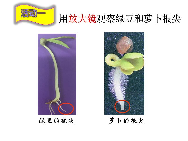 苏教版七年级生物上册 第五章 第二节 植物根的生长(2)（课件）07