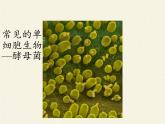 苏教版七年级生物上册 第四章 第一节 单细胞生物(4)（课件）