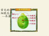 苏教版七年级生物上册 第四章 第一节 单细胞生物(4)（课件）