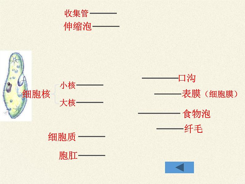 苏教版七年级生物上册 第四章 第一节 单细胞生物(4)（课件）第7页