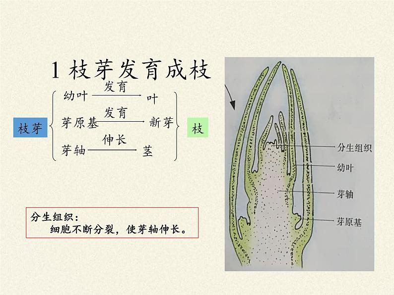 苏教版七年级生物上册 第五章 第四节 植物茎的输导功能(5)（课件）03