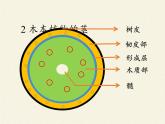 蘇教版七年級(jí)生物上冊(cè) 第五章 第四節(jié) 植物莖的輸導(dǎo)功能(5)（課件）