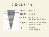 蘇教版七年級(jí)生物上冊(cè) 第五章 第四節(jié) 植物莖的輸導(dǎo)功能(5)（課件）