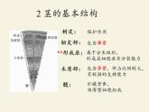 苏教版七年级生物上册 第五章 第四节 植物茎的输导功能(5)（课件）