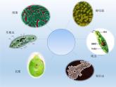 苏教版七年级生物上册 第四章 第一节  单细胞生物(5)（课件）