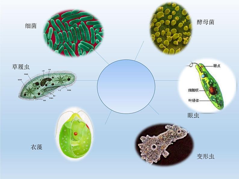 苏教版七年级生物上册 第四章 第一节  单细胞生物(5)（课件）第4页