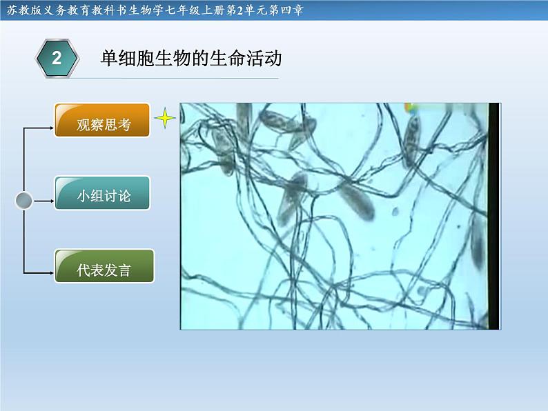 苏教版七年级生物上册 第四章 第一节  单细胞生物(5)（课件）第5页