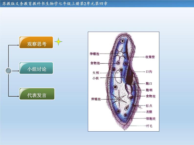 苏教版七年级生物上册 第四章 第一节  单细胞生物(5)（课件）第6页