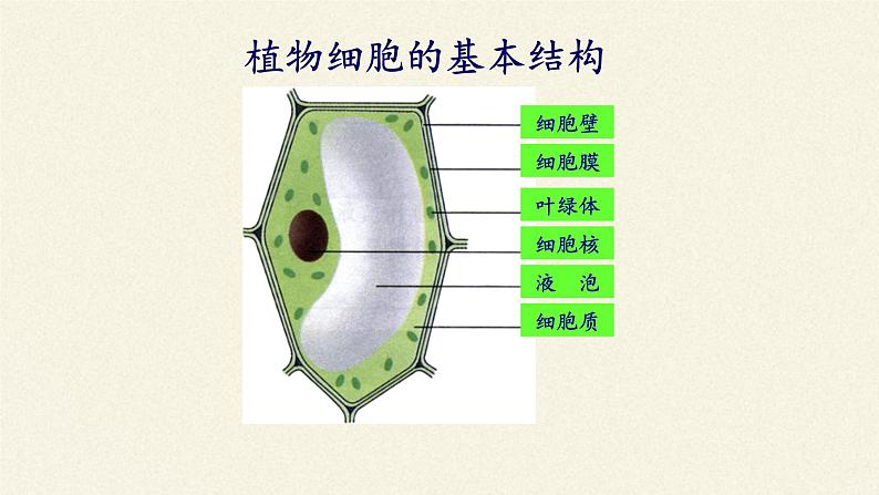 苏教版七年级生物上册 第四章 第一节  单细胞生物(6)（课件）02