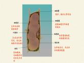 苏教版七年级生物上册 第四章 第一节  单细胞生物(6)（课件）