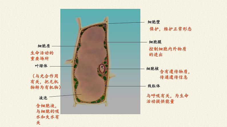 苏教版七年级生物上册 第四章 第一节  单细胞生物(6)（课件）03