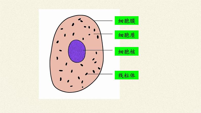 苏教版七年级生物上册 第四章 第一节  单细胞生物(6)（课件）04