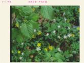 蘇教版七年級生物上冊 第五章 第五節(jié) 植物的開花和結(jié)果(2)（課件）