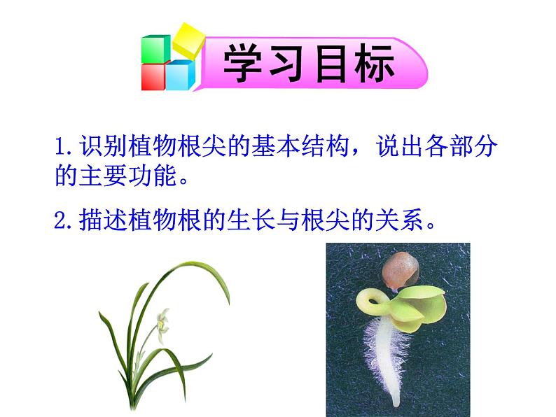 苏教版七年级生物上册 第五章 第二节 植物根的生长(1)（课件）04