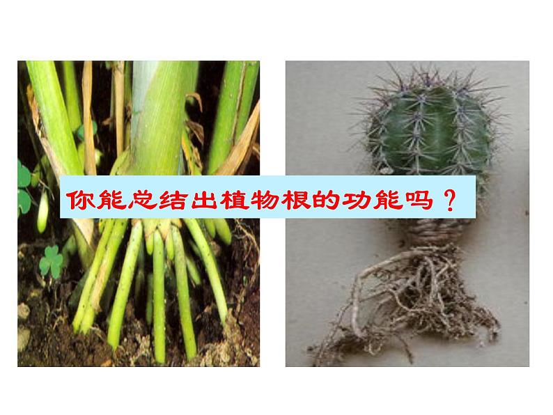 苏教版七年级生物上册 第五章 第二节 植物根的生长(1)（课件）06