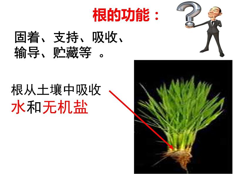 苏教版七年级生物上册 第五章 第二节 植物根的生长(1)（课件）07