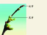 蘇教版七年級(jí)生物上冊(cè) 第五章 第四節(jié) 植物莖的輸導(dǎo)功能（課件）