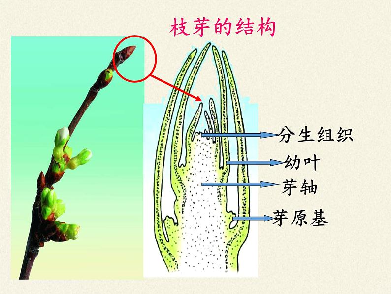 苏教版七年级生物上册 第五章 第四节 植物茎的输导功能（课件）06