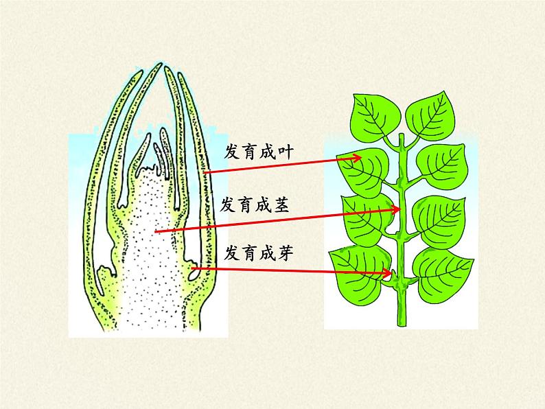 苏教版七年级生物上册 第五章 第四节 植物茎的输导功能（课件）07