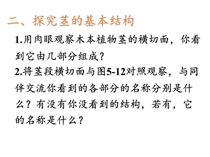 苏教版七年级生物上册 第五章 第四节 植物茎的输导功能（课件）08