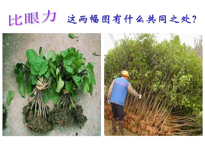 苏教版七年级生物上册 第五章 第三节 植物生长需要水和无机盐_（课件）07