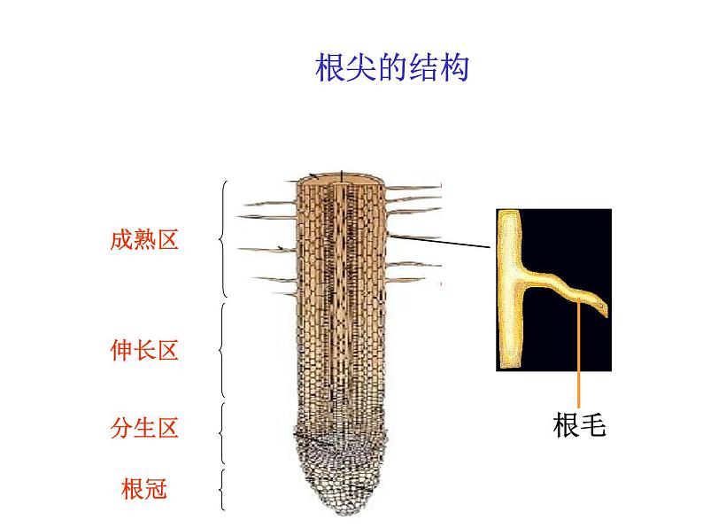 苏教版七年级生物上册 第五章 第三节 植物生长需要水和无机盐_（课件）08