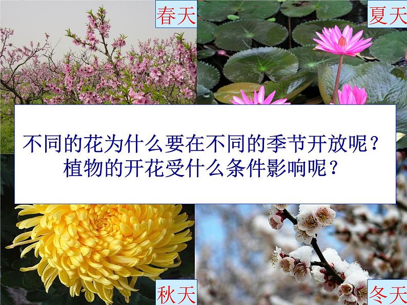 苏教版七年级生物上册 第五章 第五节 植物的开花和结果（课件）第4页